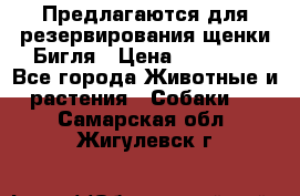 Предлагаются для резервирования щенки Бигля › Цена ­ 40 000 - Все города Животные и растения » Собаки   . Самарская обл.,Жигулевск г.